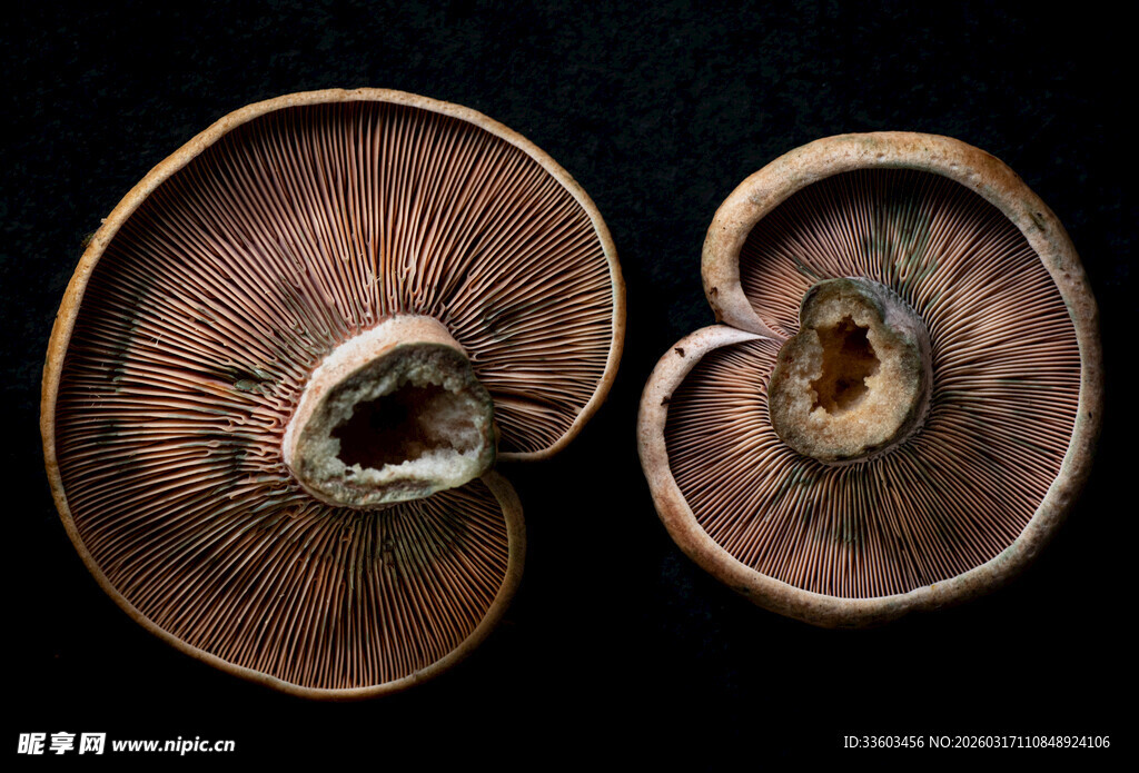 切开的棕色蘑菇特写