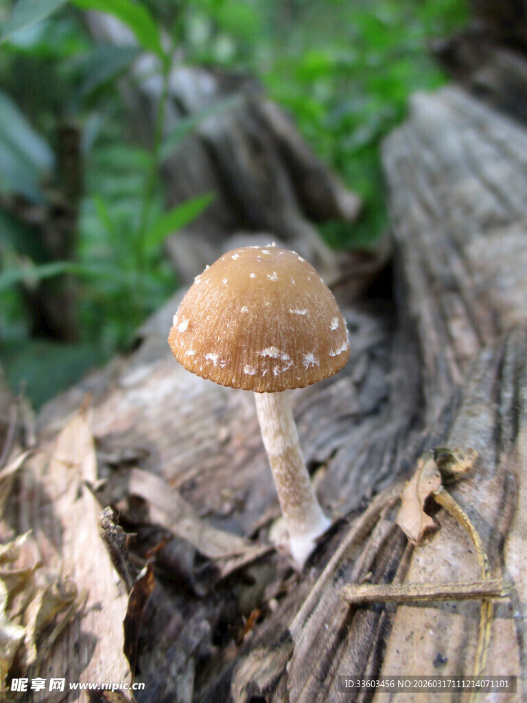 树桩上的棕色小蘑菇