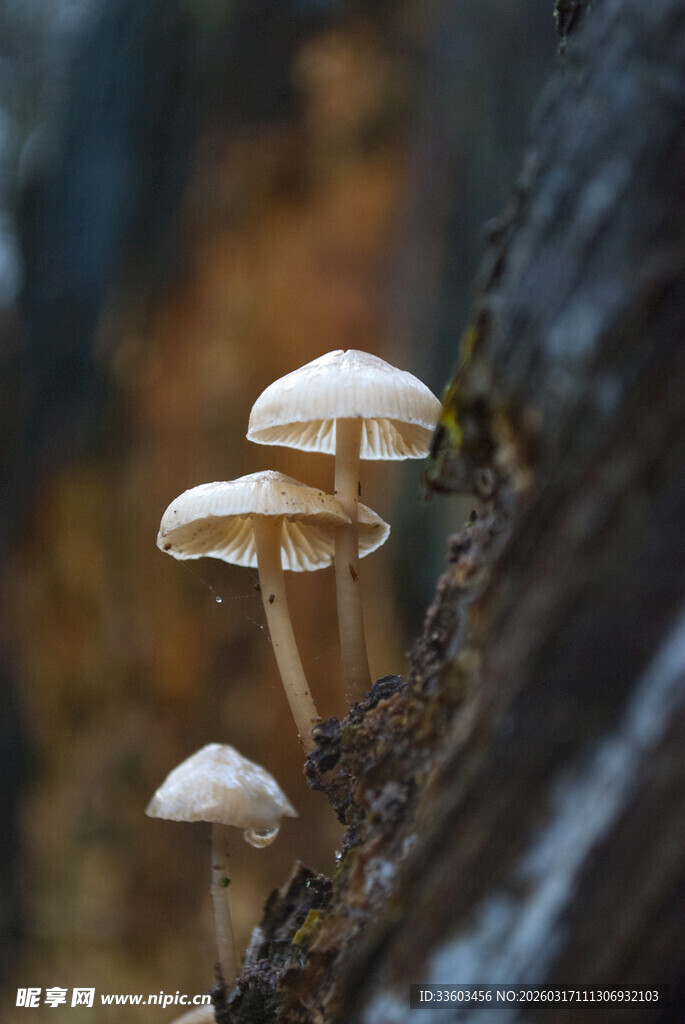 树干上生长的几株小蘑菇