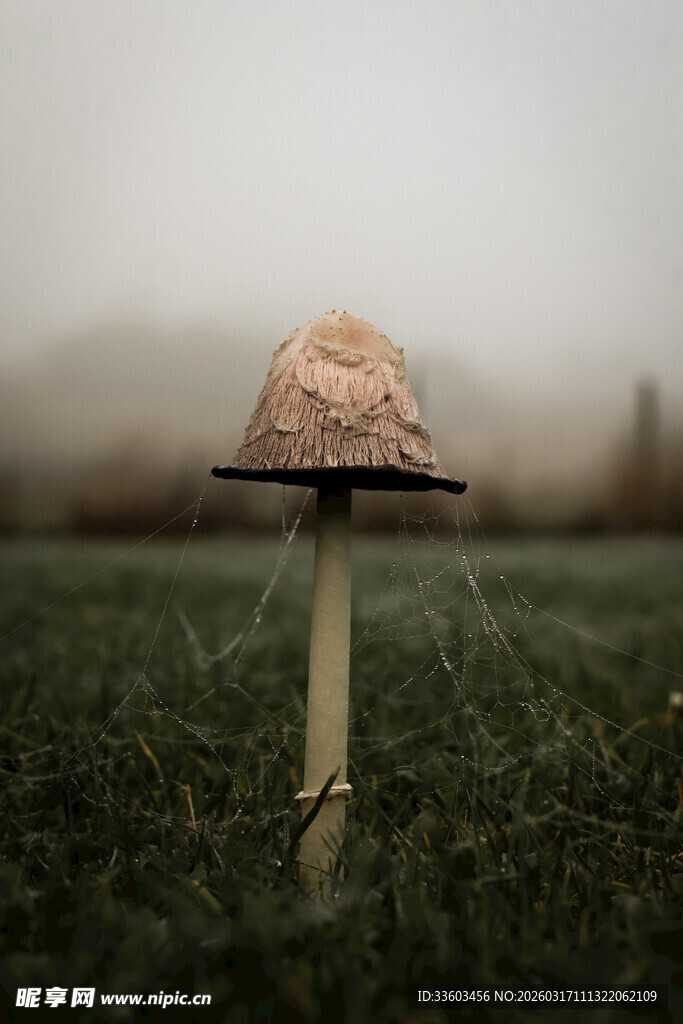 田野中的独特蘑菇