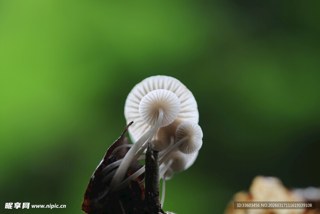小巧精致的白色蘑菇