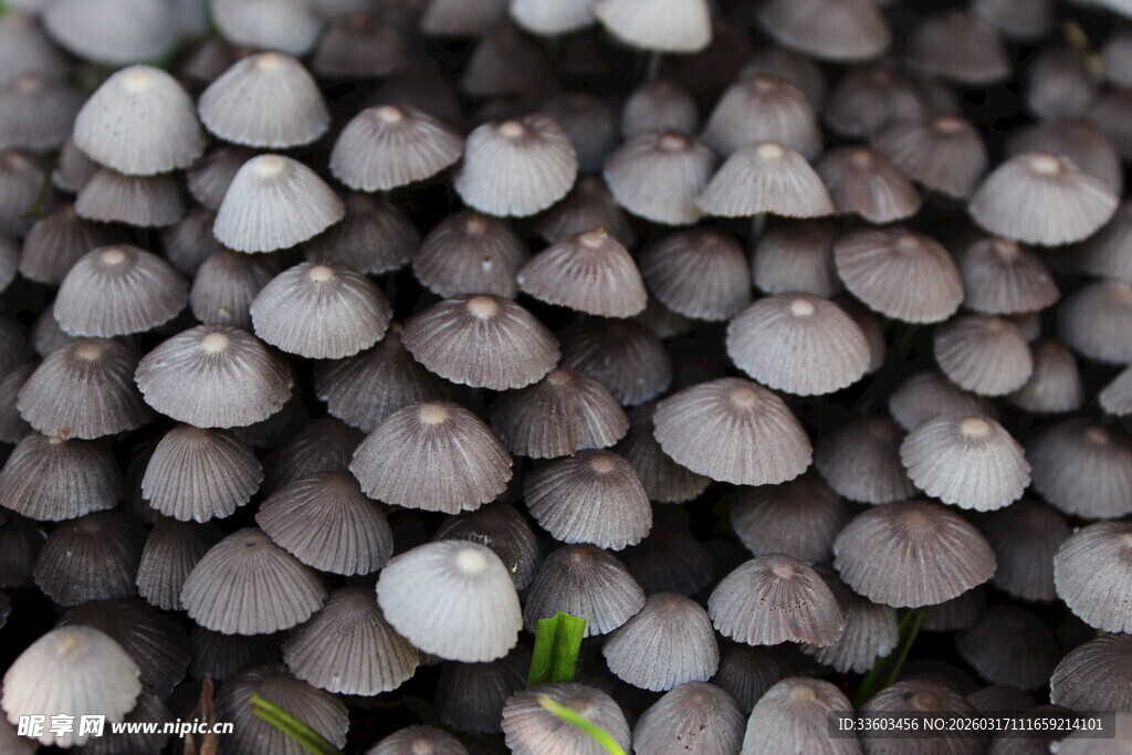 密集排列的灰蘑菇