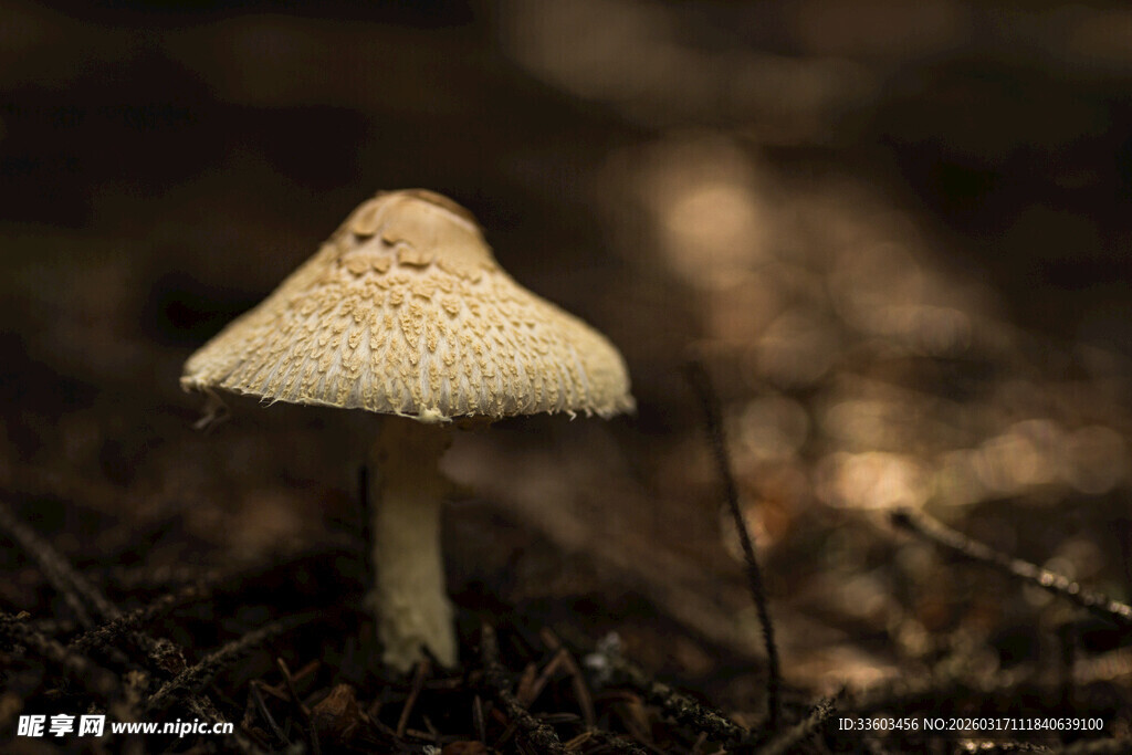 小巧蘑菇生长于林地间