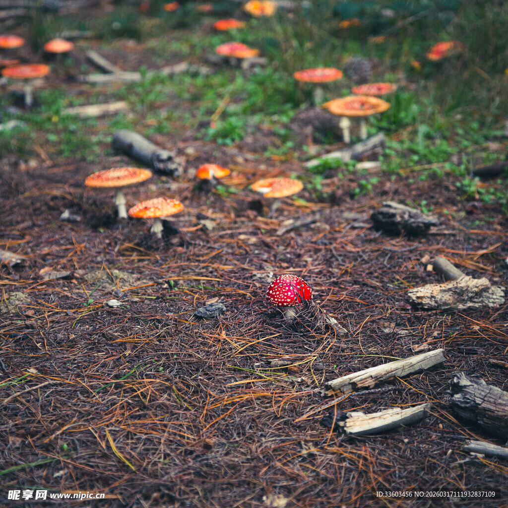 森林中色彩鲜艳的蘑菇群