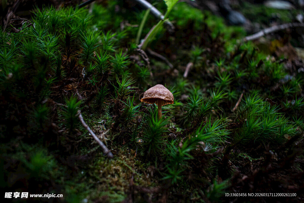 森林中生长的小巧蘑菇