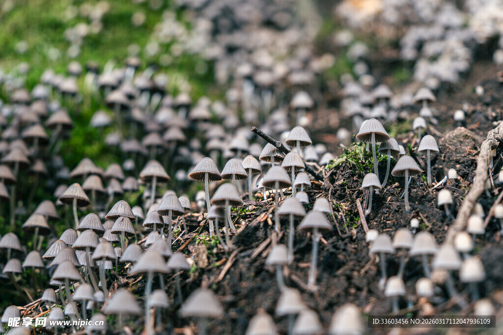 田野中密集生长的小蘑菇