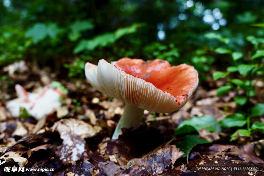 森林中的橙红色蘑菇