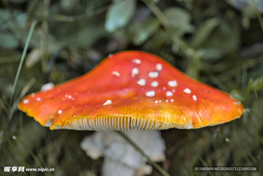橙红斑点蘑菇特写