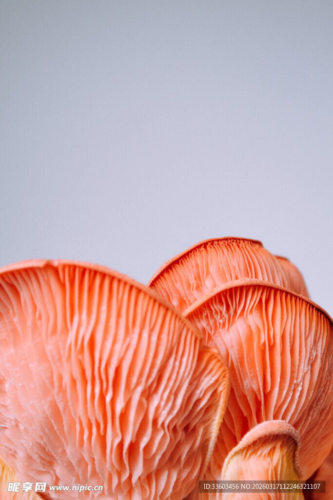 鲜艳橙红色蘑菇特写