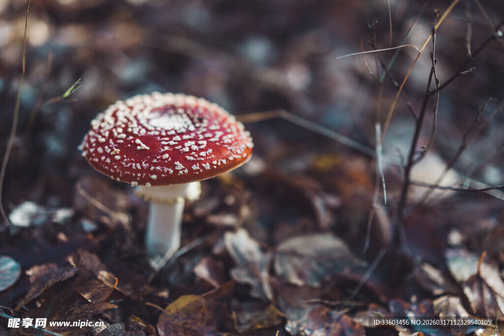 森林中的红色斑点蘑菇
