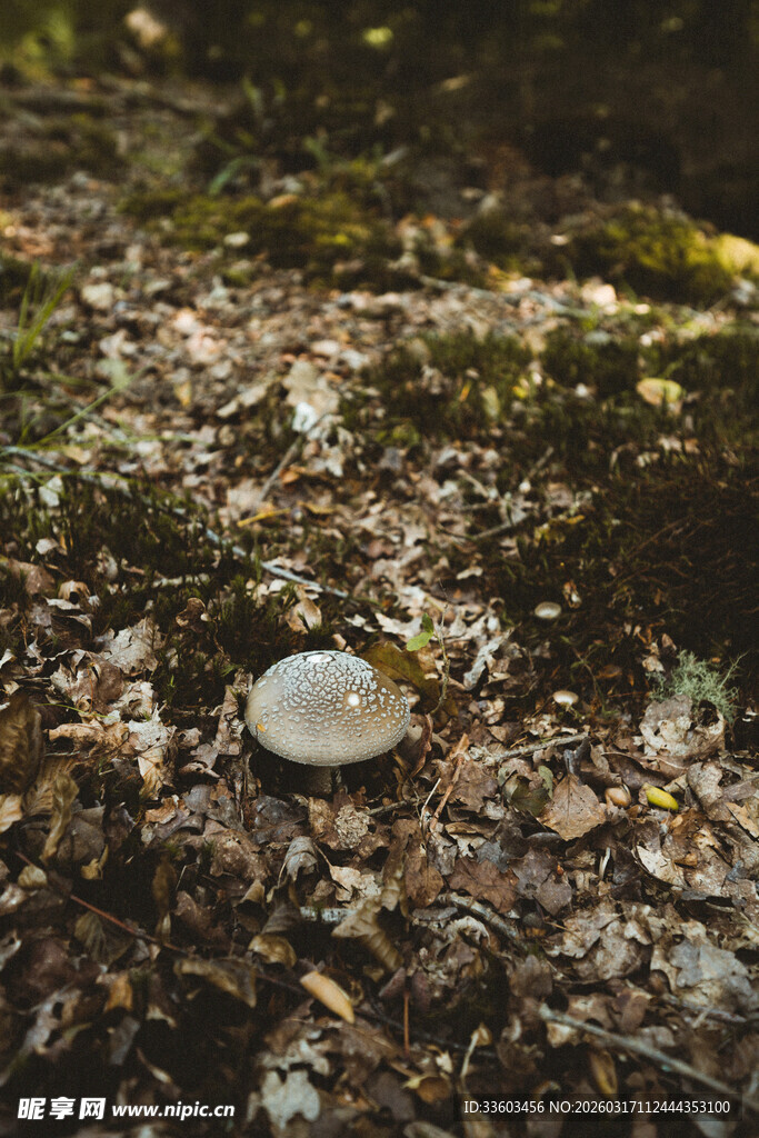 林间落叶中的白色蘑菇
