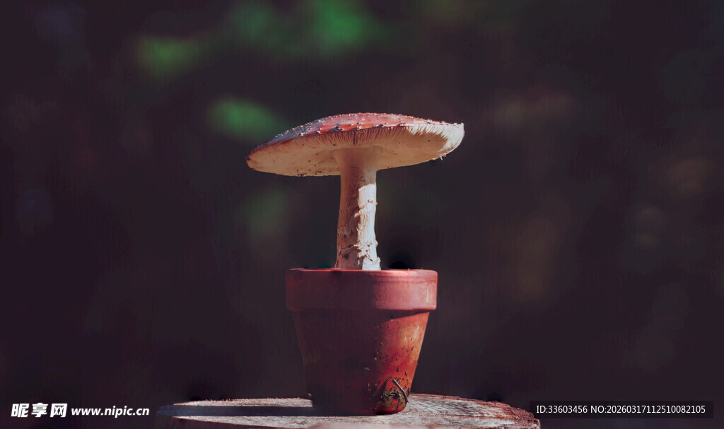 盆栽中的蘑菇趣味景象