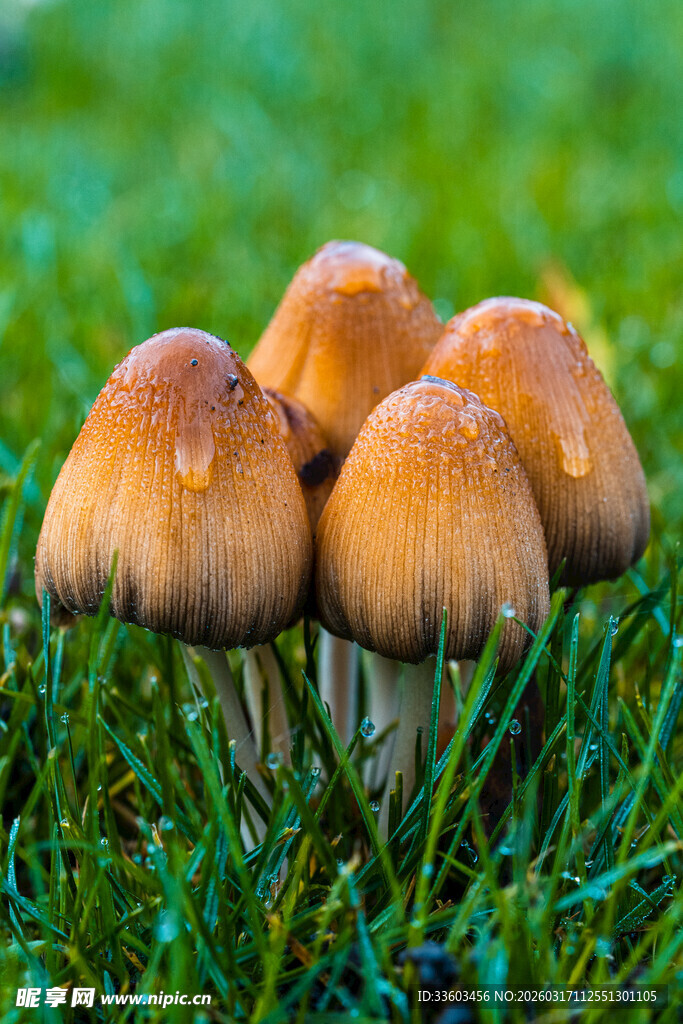 草地上的几枚蘑菇