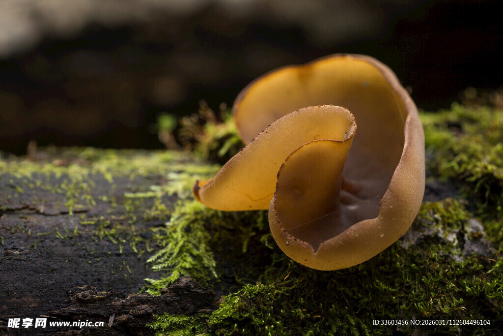 木上生长的黄色菌类