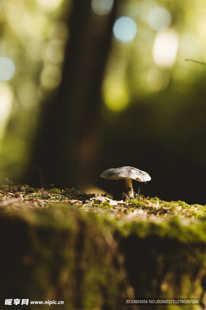 草丛中的迷你蘑菇