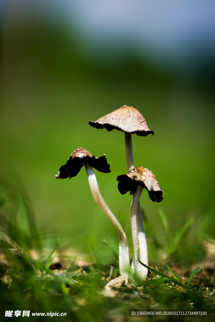 草地上的小巧蘑菇