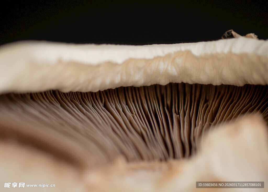 蘑菇菌褶特写