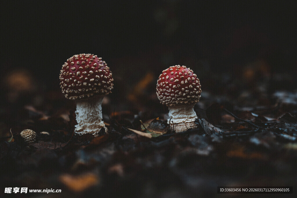 两朵小巧的红色蘑菇