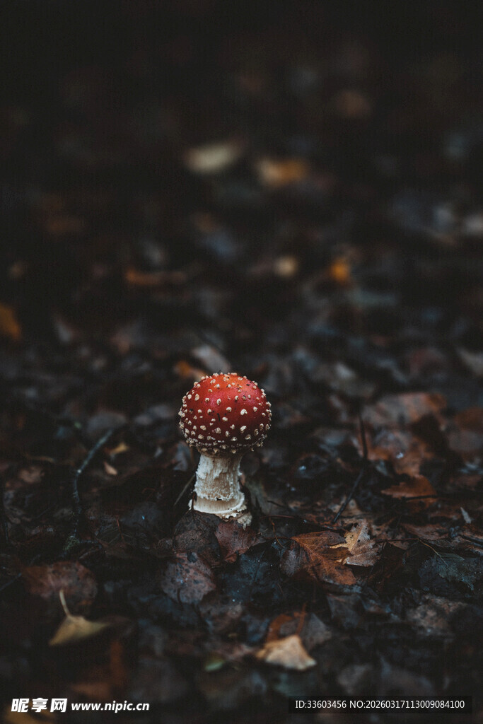 森林中独自生长的小蘑菇