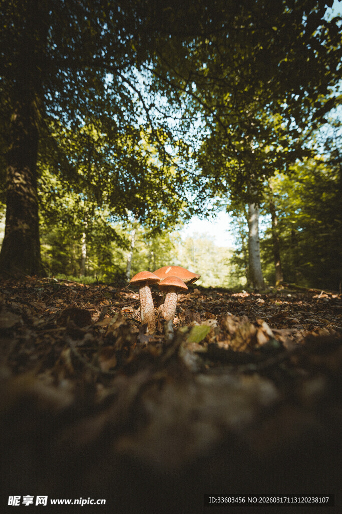 森林中蘑菇生长的静谧场景
