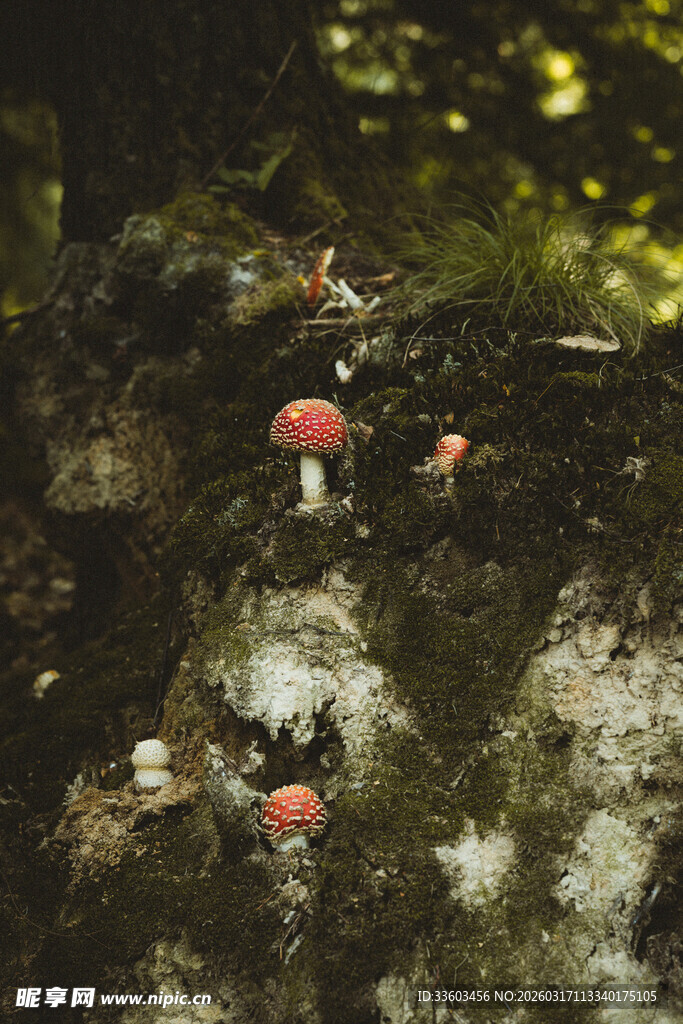 森林中鲜艳的野生小蘑菇