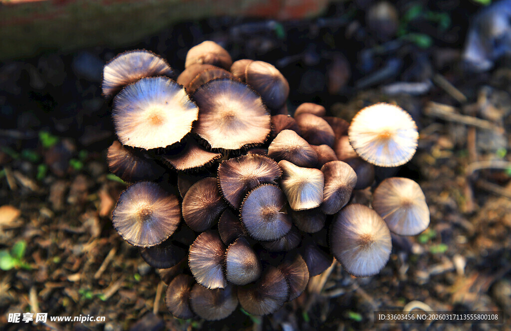野外丛生的褐色蘑菇