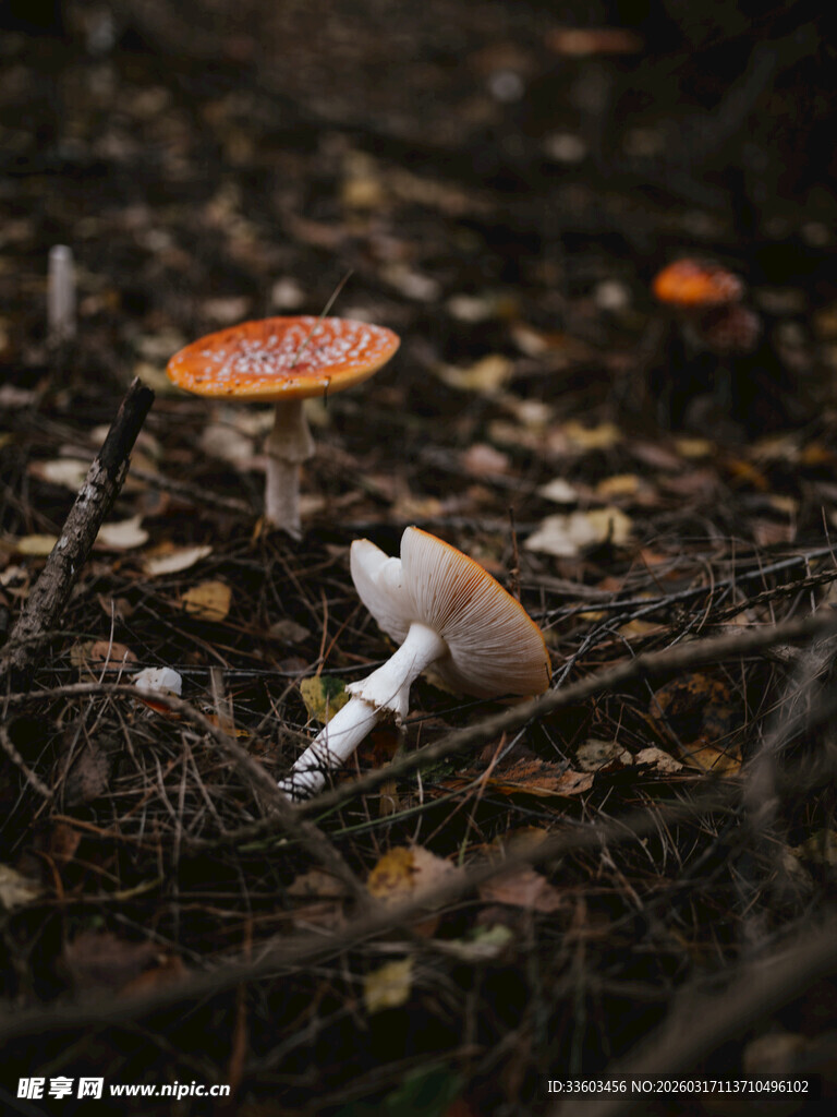 森林中的艳丽蘑菇