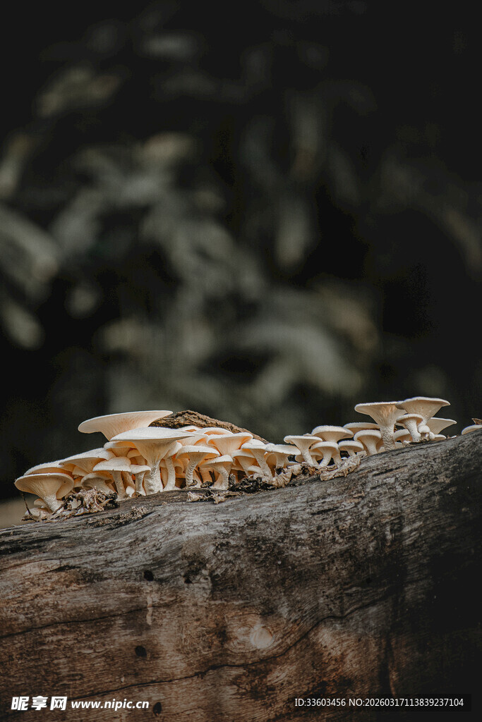 木头上的蘑菇菌类特写