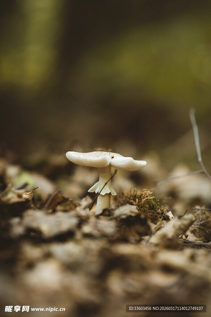 林间小蘑菇特写