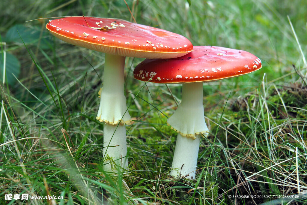 草地上的两朵红色蘑菇