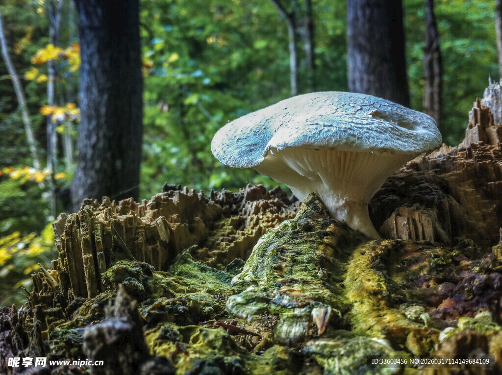 森林中的大型白色蘑菇