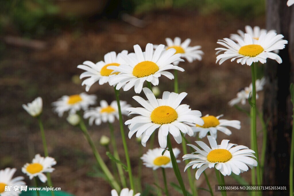 清新雏菊花丛绽放