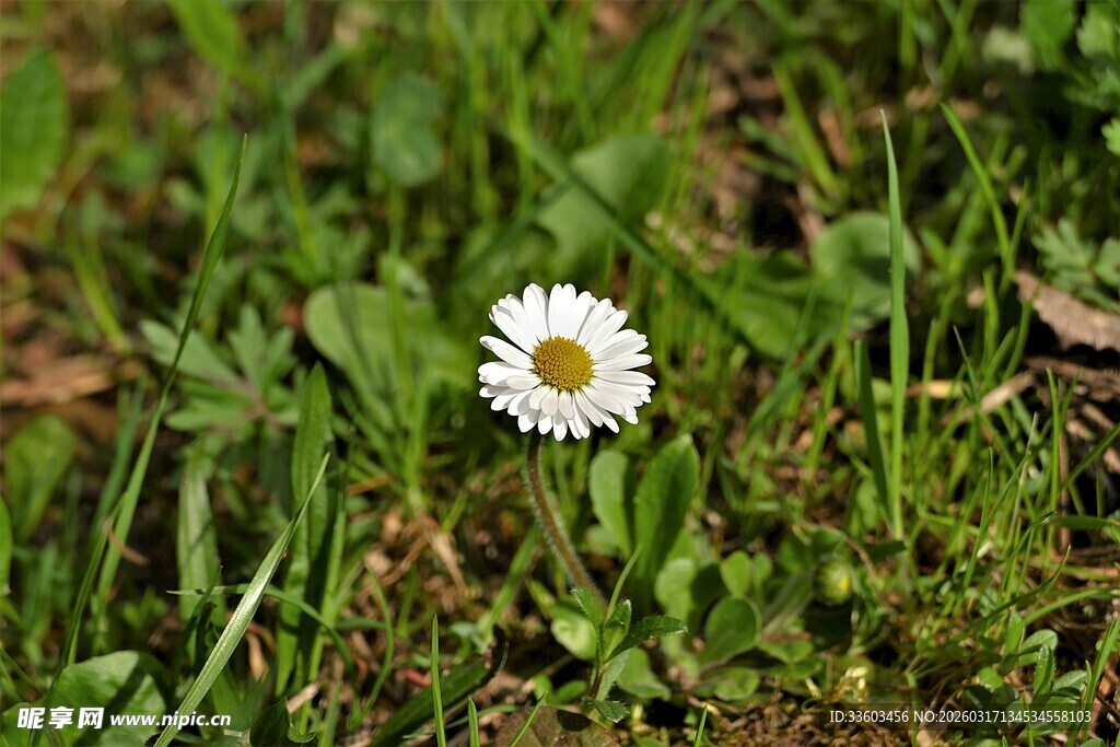 草丛中的白色小雏菊