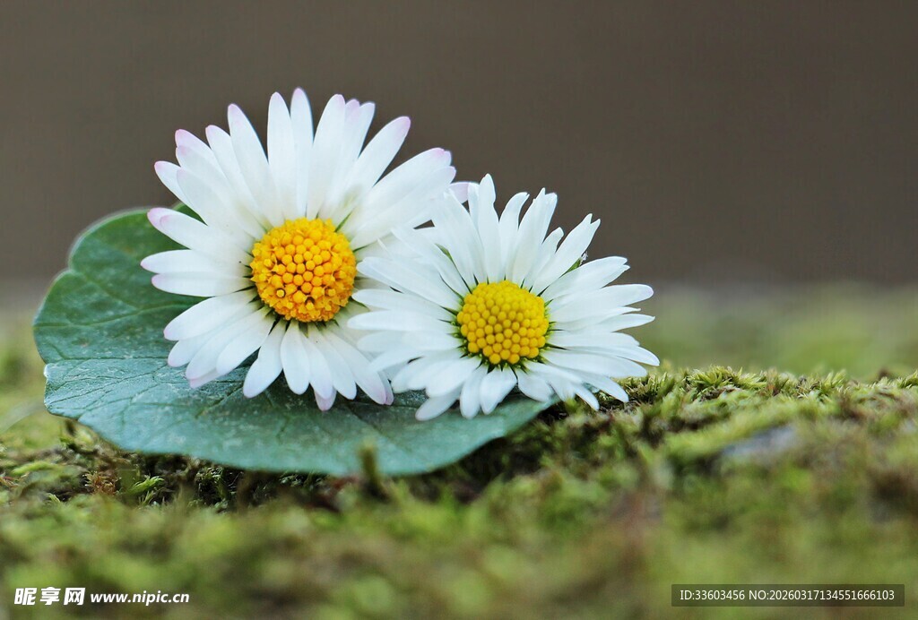 两朵雏菊静卧于绿苔上