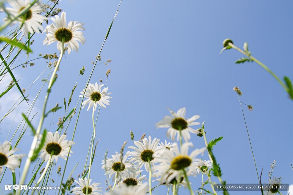 蓝天雏菊绽放