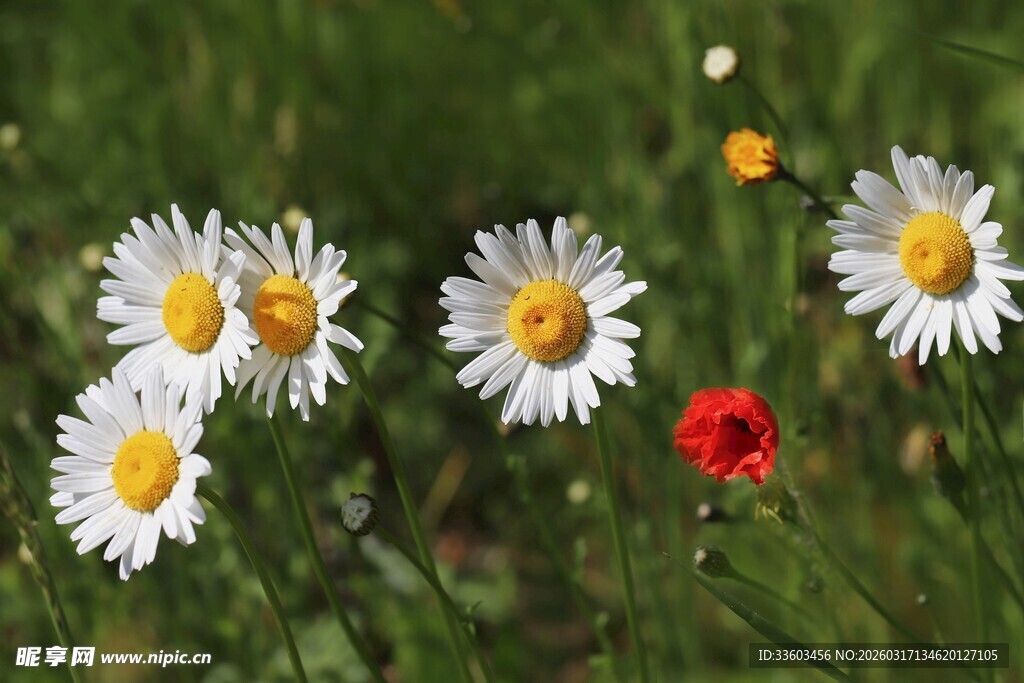 草地中的多彩雏菊与红花
