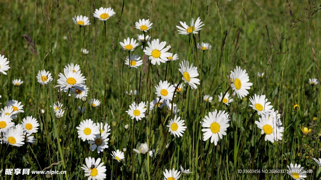 草地上的小白菊绽放