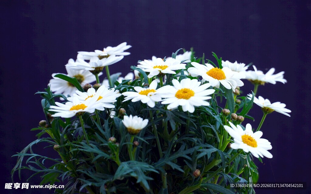 白色雏菊绽放美丽身姿