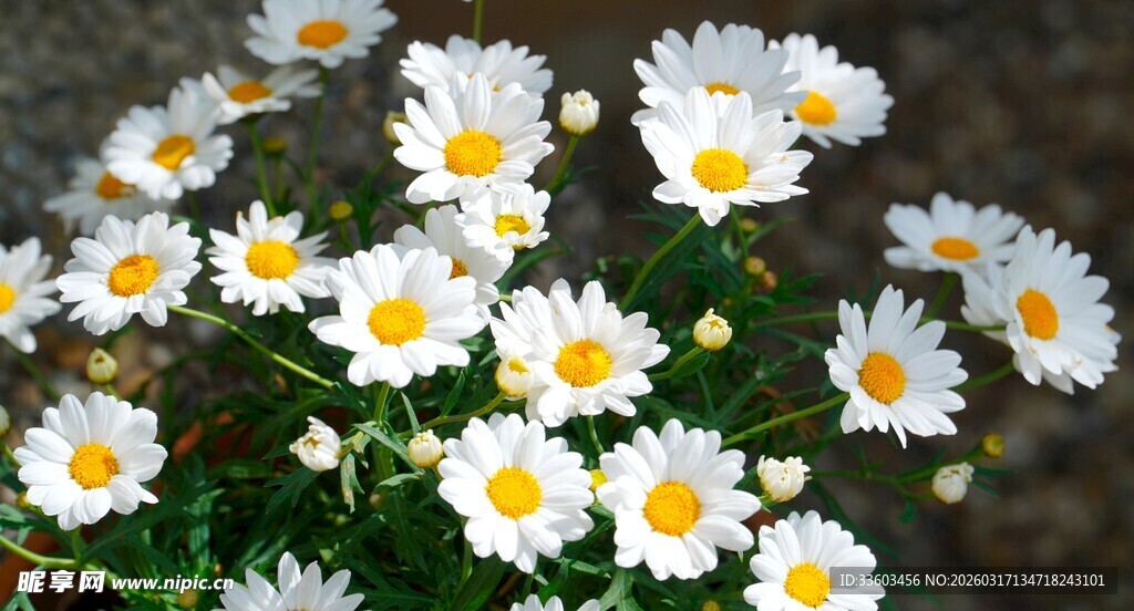 清新小白菊绽放