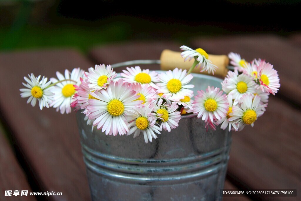 金属桶中盛放的清新雏菊