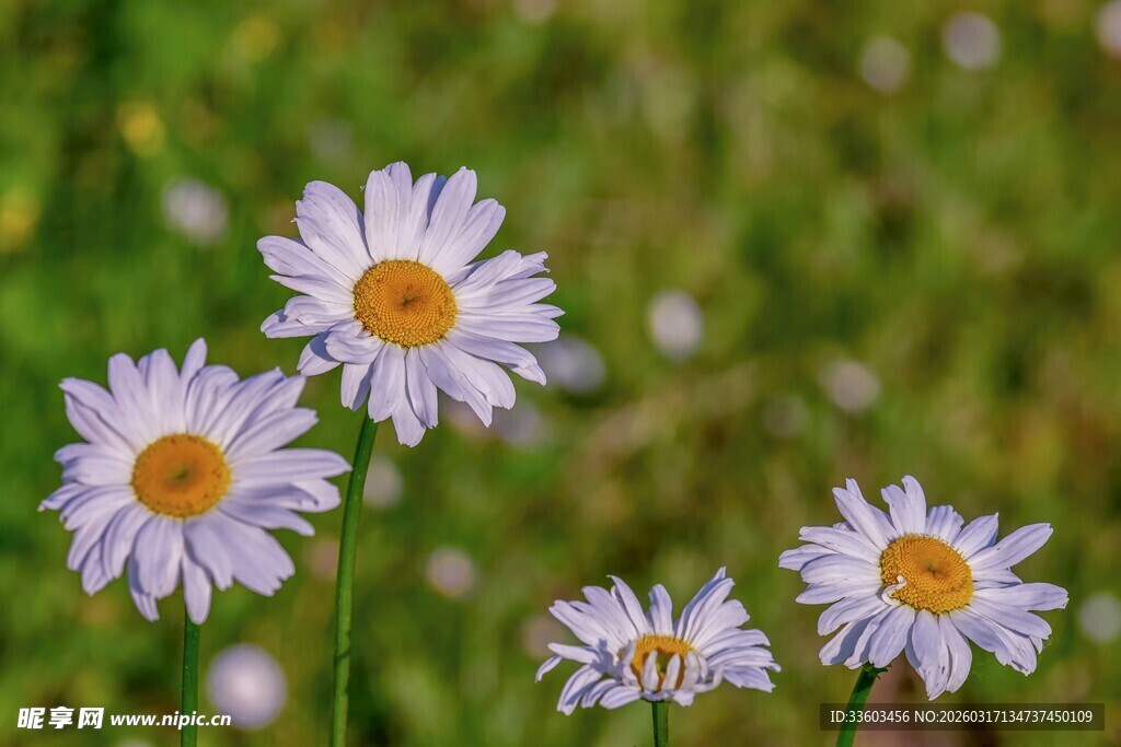 田野中的清新小雏菊