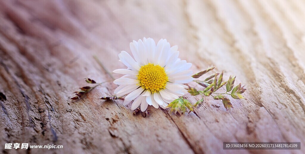 木桌上的清新小白菊