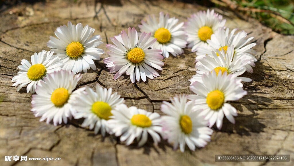 雏菊拼成的心形图案