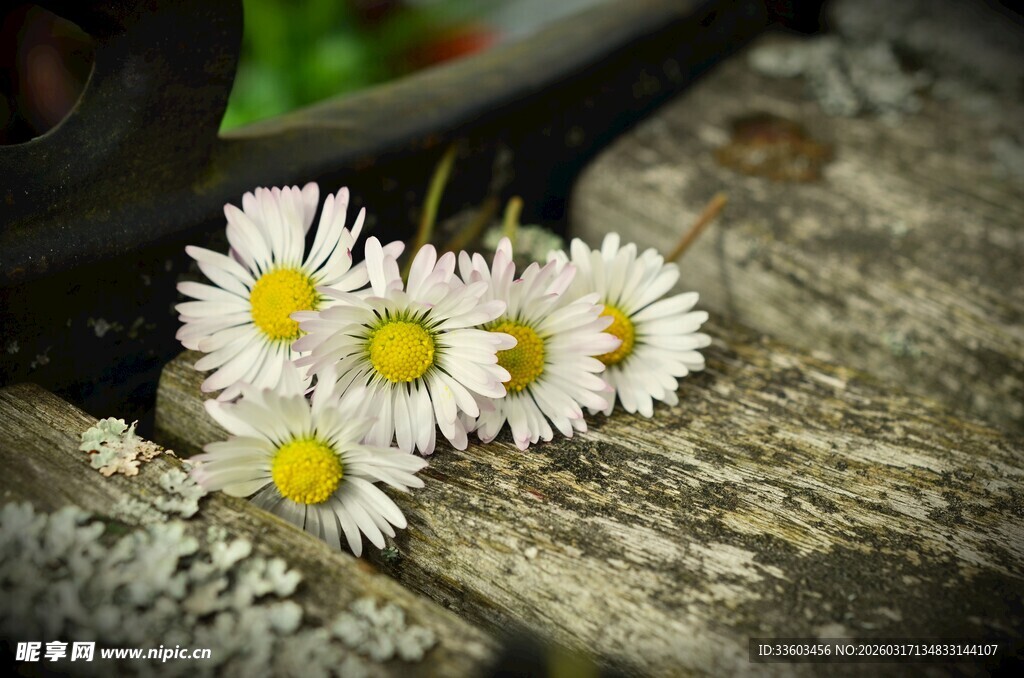 石上绽放的清新小雏菊