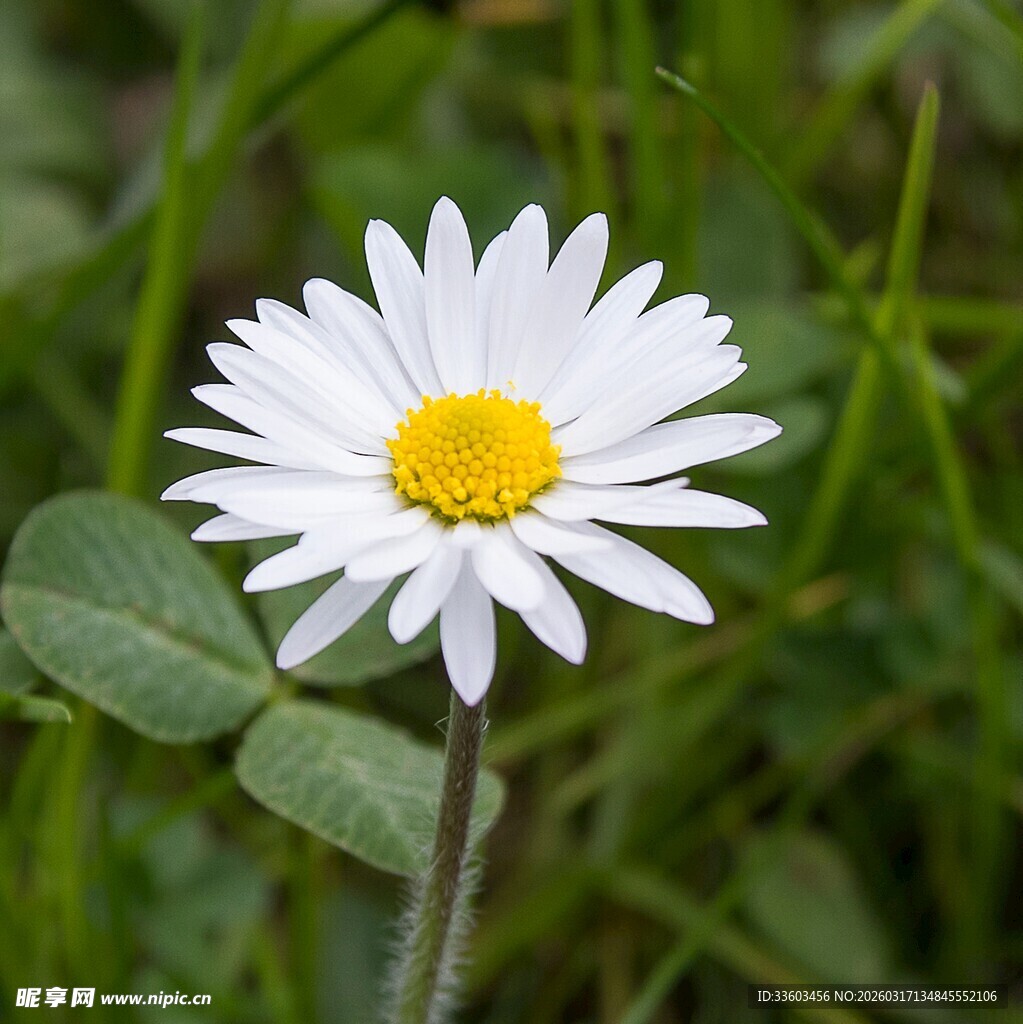 白色雏菊绽放于绿野