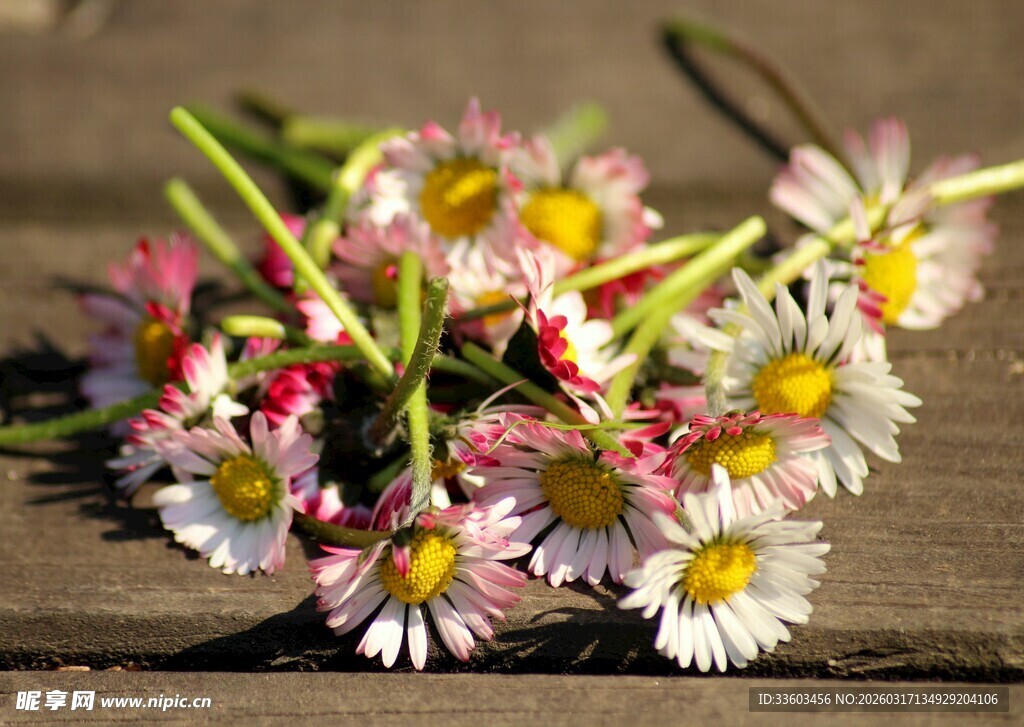 木桌上的缤纷小雏菊