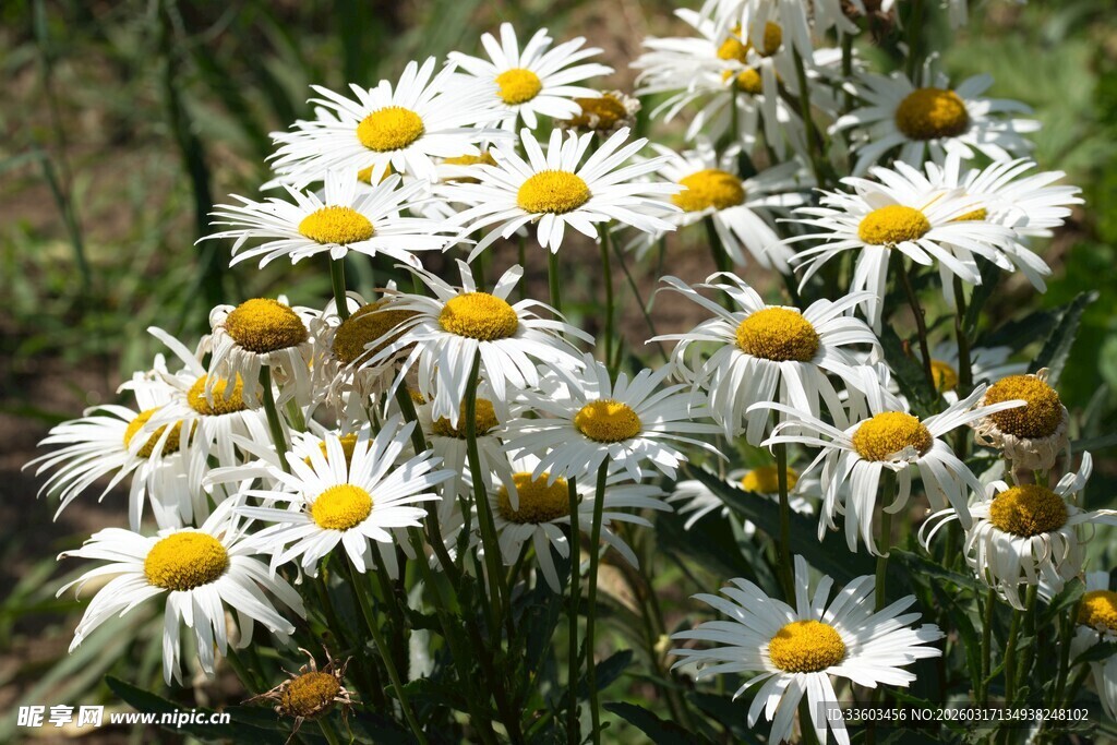 绽放的清新小雏菊