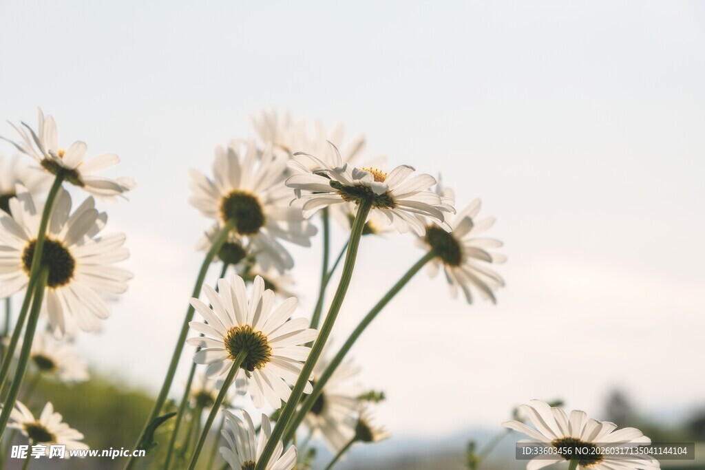 阳光下绽放的清新小雏菊
