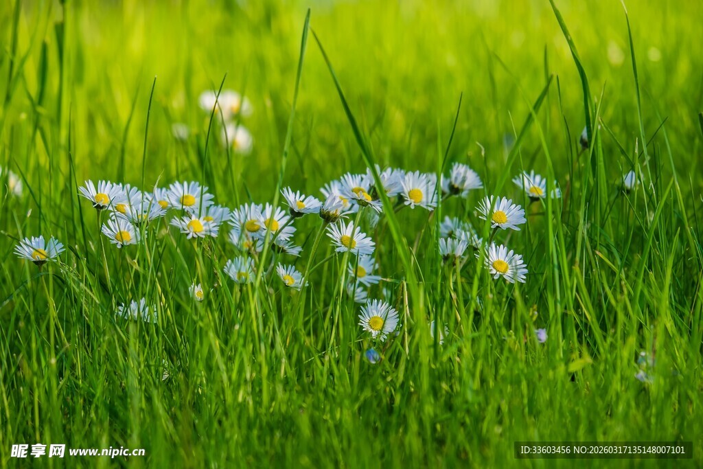 绿草间绽放的白色小花