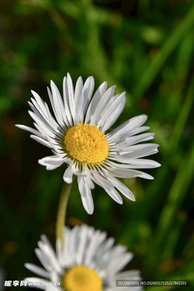 清新小白菊绽放瞬间